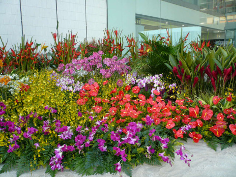 銀座に沖縄の花畑 08 02 21 Wed ムーミン谷の波瀾万丈記 銀座に沖縄の花畑 08 02 21 Wed ムーミン谷の波瀾万丈記