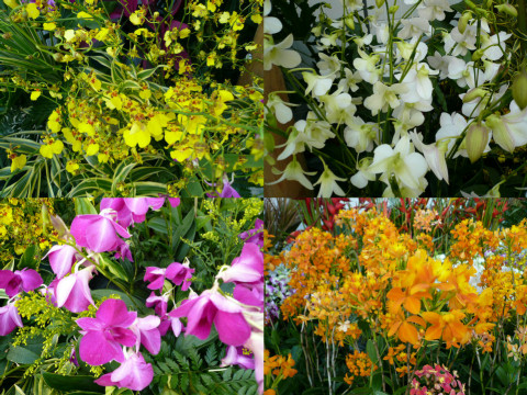 銀座に沖縄の花畑 08 02 21 Wed ムーミン谷の波瀾万丈記