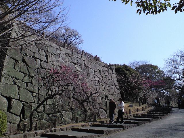 舞鶴公園の梅の花_d0116009_135169.jpg