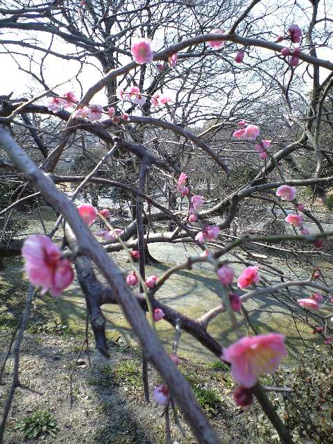 舞鶴公園の梅の花_d0116009_1364594.jpg
