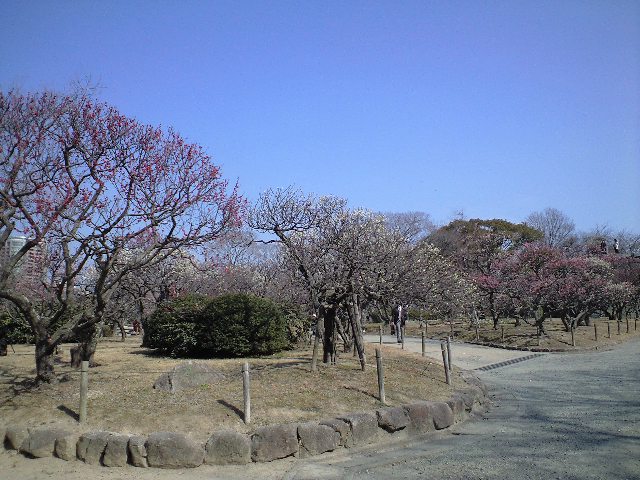 舞鶴公園の梅の花_d0116009_137883.jpg