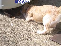 つくしと遊ぶ_e0136815_100562.jpg