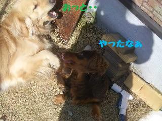 つくしと遊ぶ_e0136815_1015077.jpg