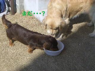 つくしと遊ぶ_e0136815_1051958.jpg