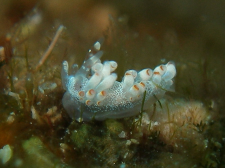 2008.2.22 知らんウミウシ続出。。。_b0100730_2113835.jpg