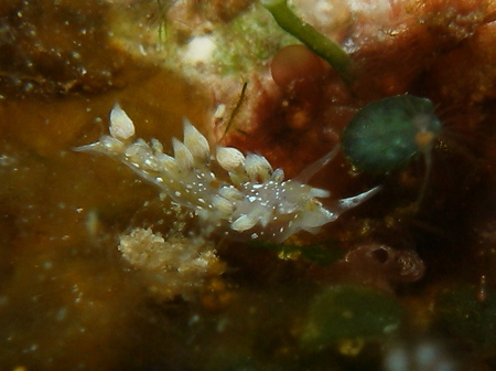 2008.2.22 知らんウミウシ続出。。。_b0100730_21161871.jpg