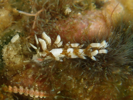 2008.2.22 知らんウミウシ続出。。。_b0100730_21272134.jpg