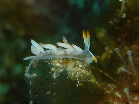 2008.2.22 知らんウミウシ続出。。。_b0100730_2132203.jpg