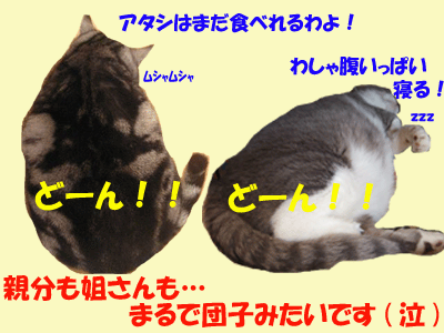 あみあみ４コマ＋α　～ダイエットしてください～_f0008935_10334372.gif