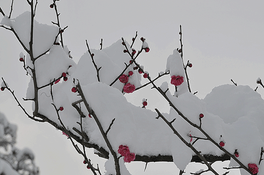 c0093046_6515895.gif