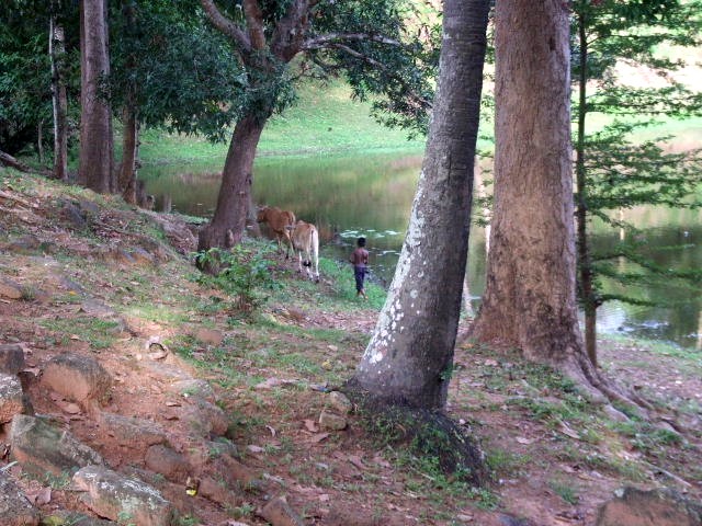 カンボジア(23) <ロリュオス遺跡群>_c0011649_15532776.jpg