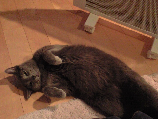 ねこ第二段☆_c0075155_147814.jpg