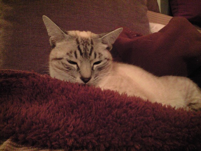 ねこ第二段☆_c0075155_147851.jpg