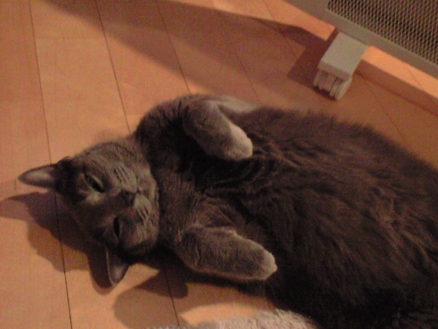 ねこ第二段☆_c0075155_147878.jpg