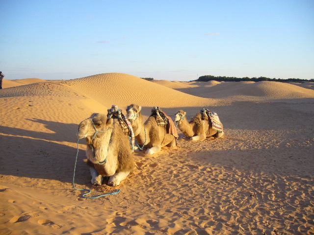 ’２２，１０，２２（土）２時間半散歩とチェニジアの旅、サハラ砂漠へ！_f0060461_985910.jpg