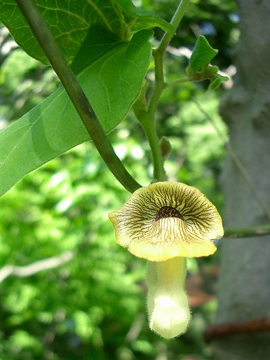 オオバウマノスズクサ(大葉馬の鈴草)_c0085874_16351746.jpg