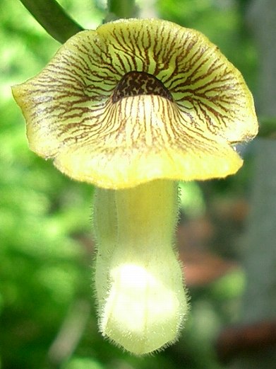 オオバウマノスズクサ(大葉馬の鈴草)_c0085874_1636622.jpg