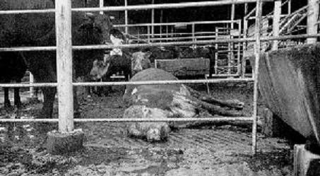 米国で史上最大の牛肉製品リコール　ダウナーカウと畜のBSE規制違反_c0139575_0514514.jpg