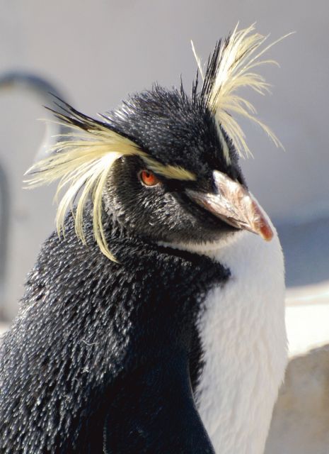 ペンギンさん しっぽアンテナ