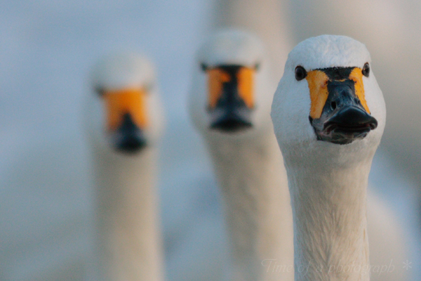 諏訪湖の白鳥たち その3 Time Of A Photograph 諏訪湖の白鳥たち その3 Time Of A Photograph
