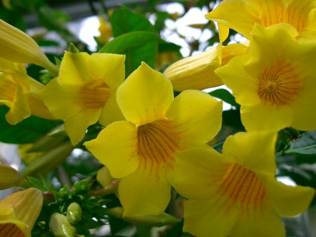 姫有明葛 ヒメアリアケカズラ 花の仲間調べ