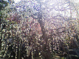a0021735_12143517.jpg