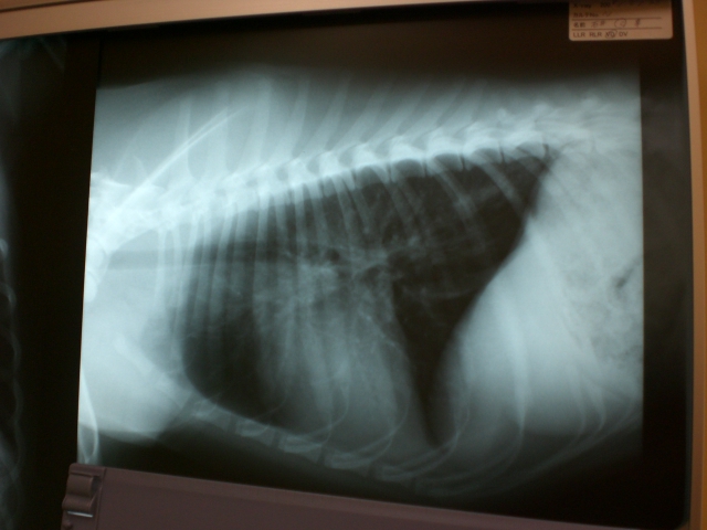 d0139036_15435038.jpg
