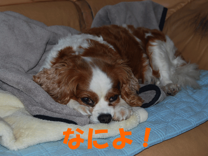 c0136838_17141229.gif