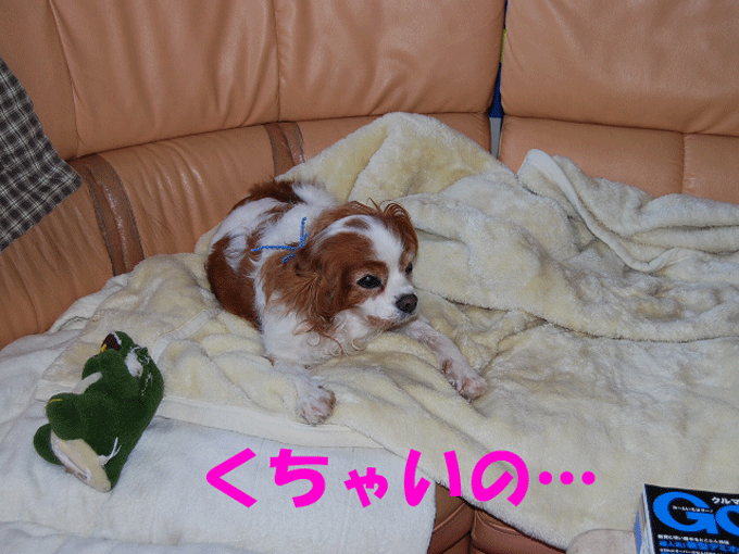 c0136838_17371587.gif