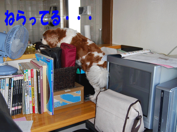 c0136838_1915435.gif