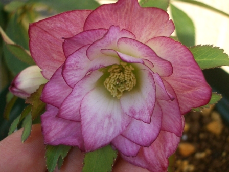 c0025140_01586.jpg