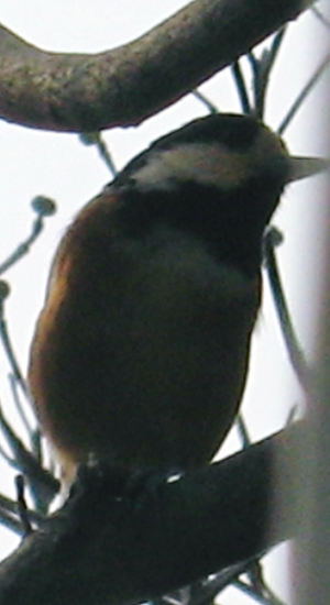 e0110940_9135450.jpg