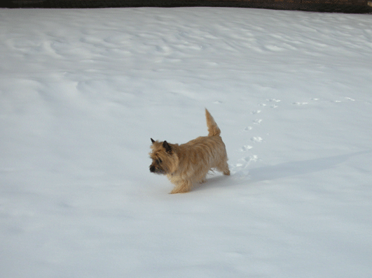 c0147548_13494453.gif