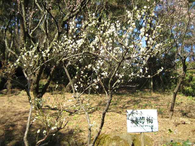 三渓園の緑萼梅 お散歩アルバム 如月の徒然