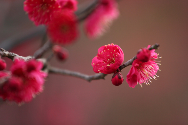 梅　EF70-200mmF4LISにて撮影_f0140054_18271890.jpg