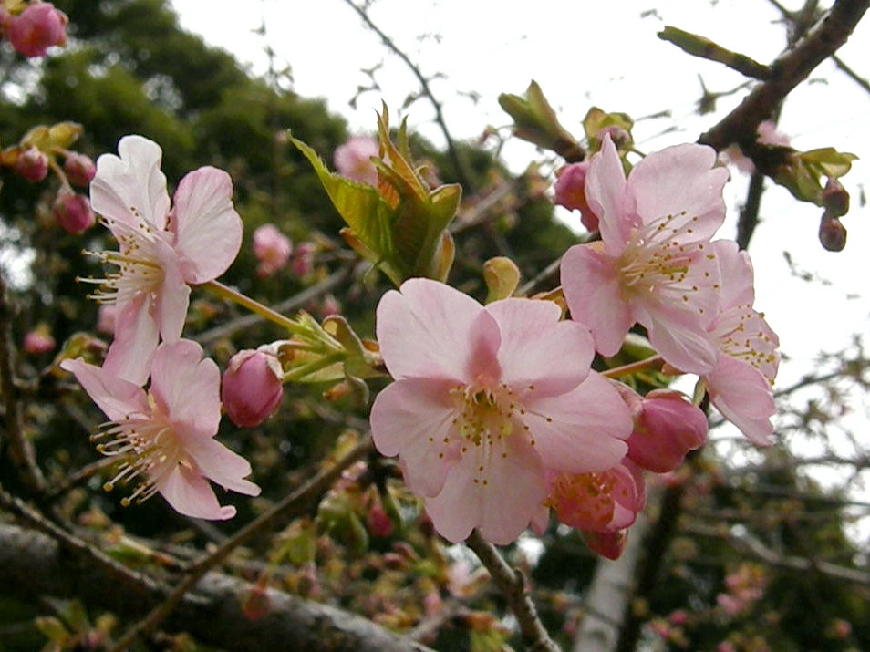 昼間の闇…？　　河津桜が咲き始めた…！_e0064158_23334113.jpg