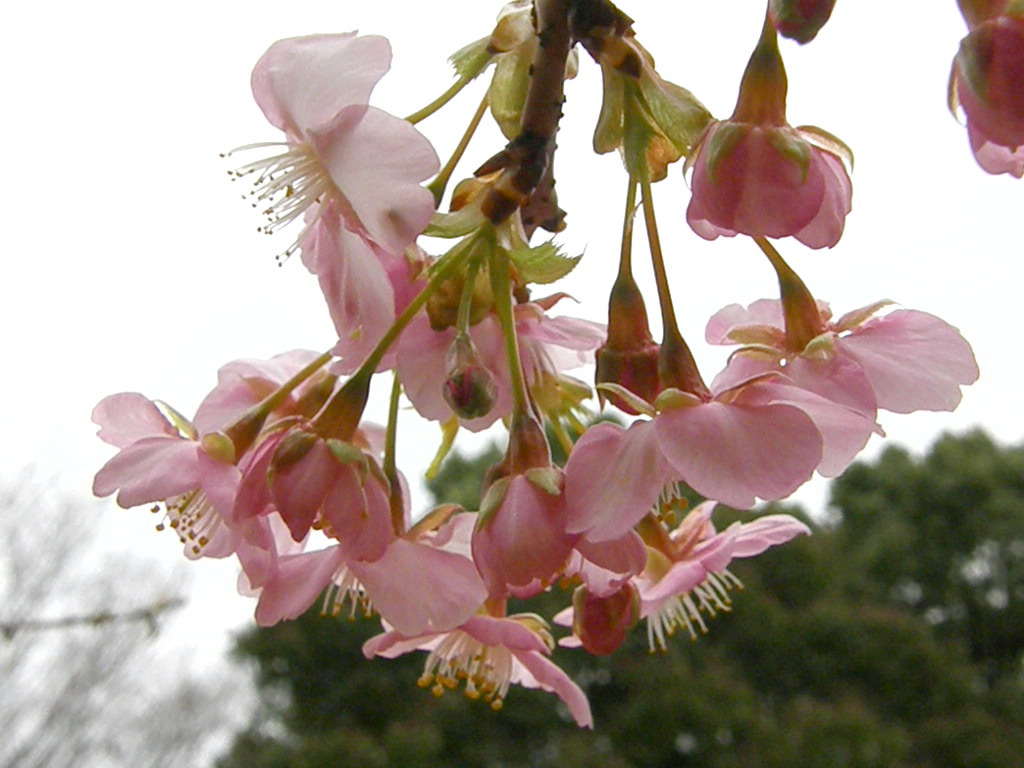 昼間の闇…？　　河津桜が咲き始めた…！_e0064158_23335772.jpg