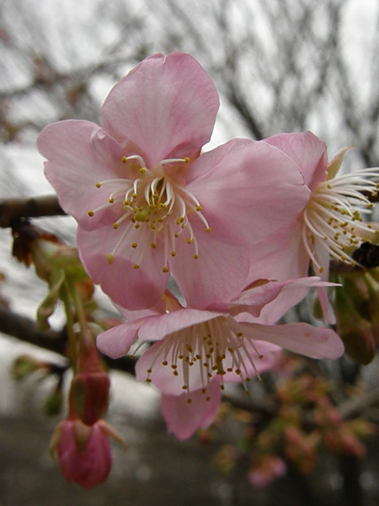 昼間の闇…？　　河津桜が咲き始めた…！_e0064158_23343743.jpg