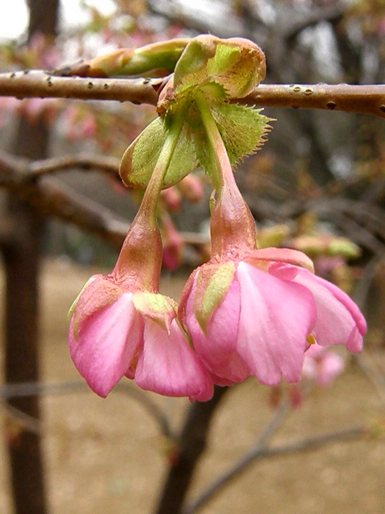 昼間の闇…？　　河津桜が咲き始めた…！_e0064158_23352926.jpg