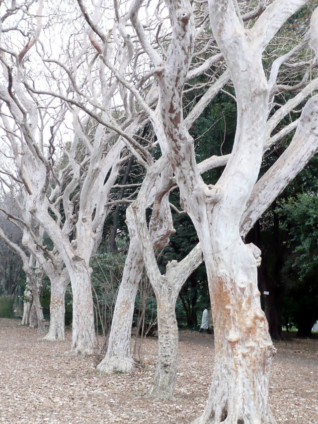 小石川植物園_d0079081_2022687.jpg