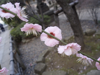 梅の花〜その２〜_f0130894_20564058.jpg