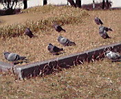 c0135795_17295016.jpg