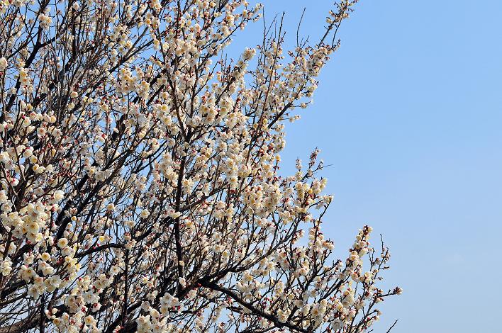 2月の観光 in 太宰府_a0042310_10391387.jpg