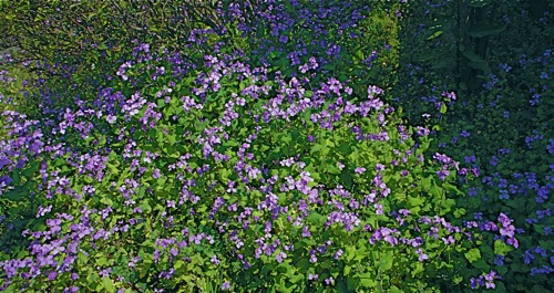 ムラサキハナナ 紫花菜 別名 諸葛采 花大根 世話要らずの庭