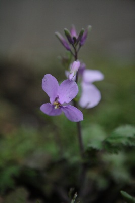 ムラサキハナナ 紫花菜 別名 諸葛采 花大根 世話要らずの庭