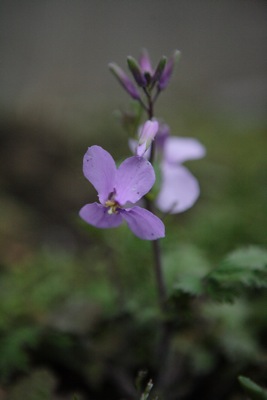 ムラサキハナナ（紫花菜。別名：諸葛采、花大根）_e0134713_14234127.jpg