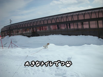 最後の雪遊びかな？_f0129214_1542917.jpg