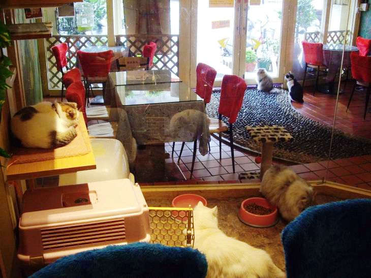 貓花園寵物餐廳 自然就好 貓花園寵物餐廳 自然就好