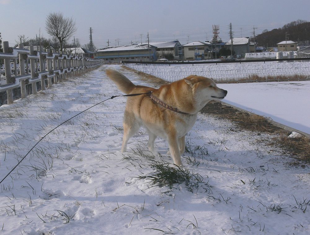 イチロー、雪に大喜び♪_a0031821_11154685.jpg