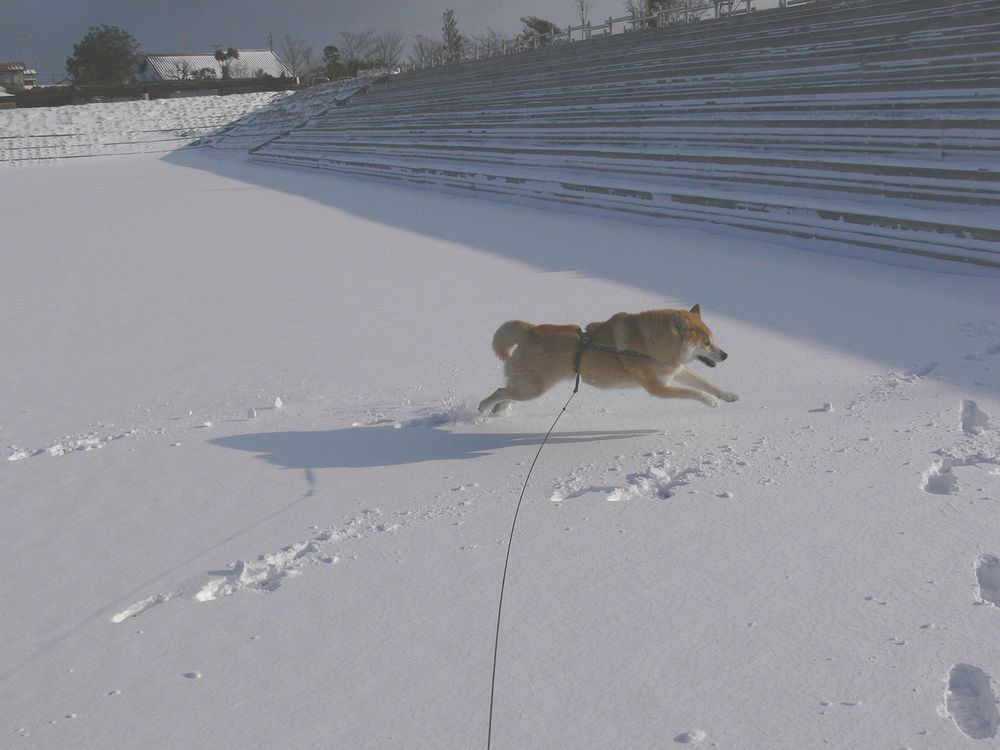 イチロー、雪に大喜び♪_a0031821_1124746.jpg